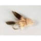 Muddler Minnow