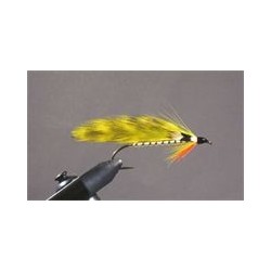Yellow Perch