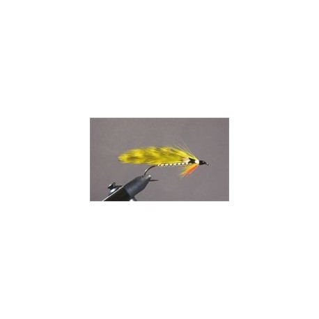 Yellow Perch