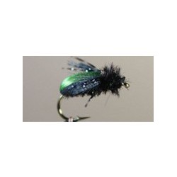 Beetle Kiwi