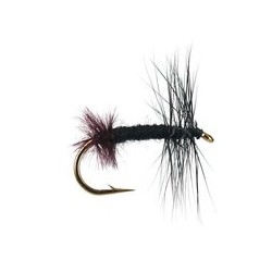 Black Ant