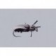 Black June Bug Beetle