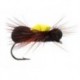Black Para Ant