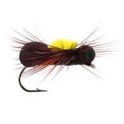 Black Para Ant