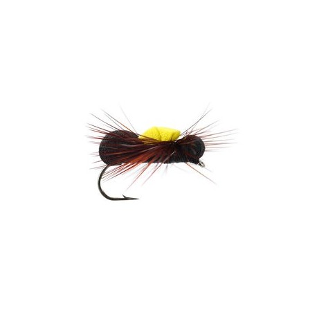 Black Para Ant