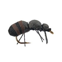 Brown Ant