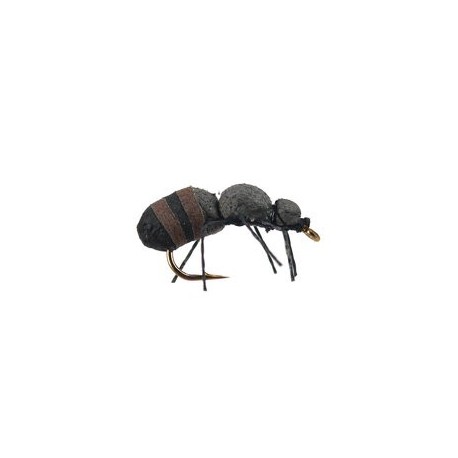 Brown Ant
