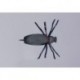 Brown June Bug Beetle