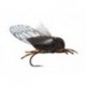 Burkholders Burkada Cicada