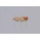 Cfo Chernobyl Ant