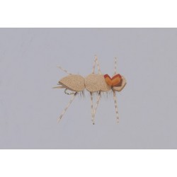 Cfo Chernobyl Ant