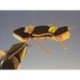 Chernobyl Ant Black and Tan