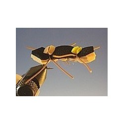 Chernobyl Ant Black and Tan