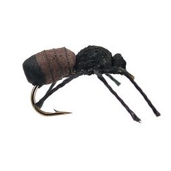 Cinnamon Ant