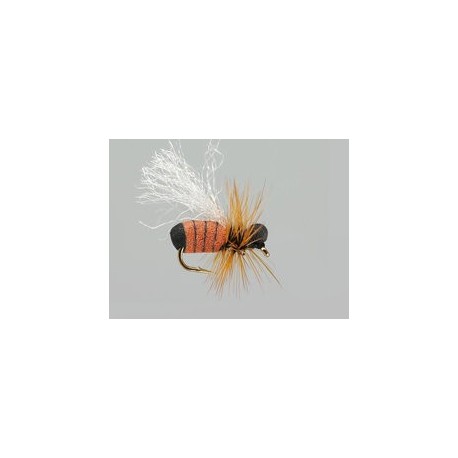 Cinnamon Ant Hf