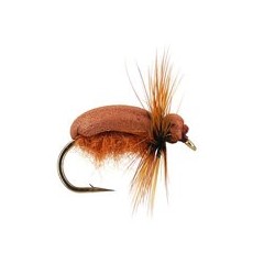 Cocchaffer