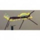Foam Terrestrial (Olive)