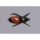 Furimskys Japanese Beetle