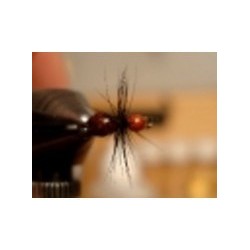 Gorrila Ant