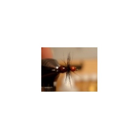 Gorrila Ant