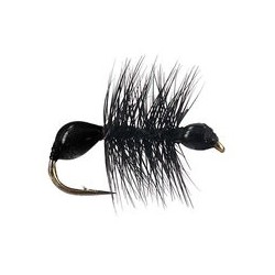 Hard Body Black Ant