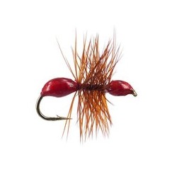 Hard Body Red Ant