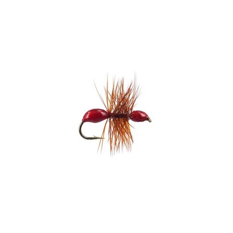 Hard Body Red Ant