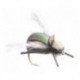 Loco Beetle