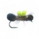 Oswald's Black Para Ant
