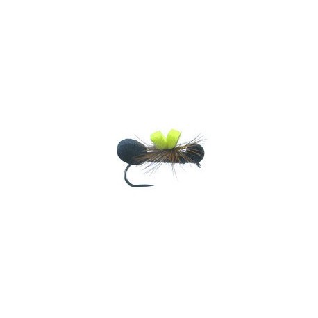 Oswald's Black Para Ant