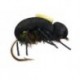 Peacock Beetle