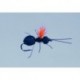 Rainys Beetle