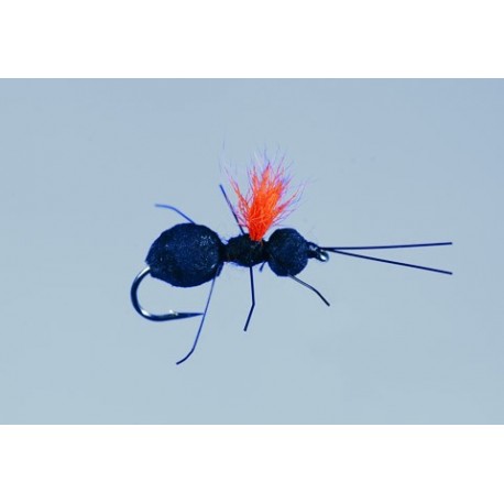 Rainys Beetle