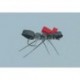 Rainys Black Carpenter Ant