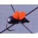 Rainys Cinnamon Ant