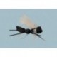 Rainys Cinnamon Carpenter Ant