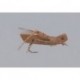 Rainys Insect Brown Grand Hopper