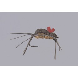 Rainys Mormon Cricket