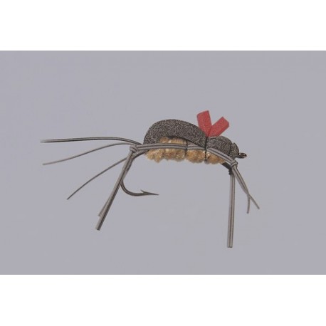 Rainys Mormon Cricket