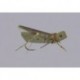 Rainys Olive Grand Hopper