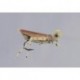Rainys Tan Grand Hopper