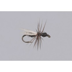 Smiths (Hackled) Black Ant