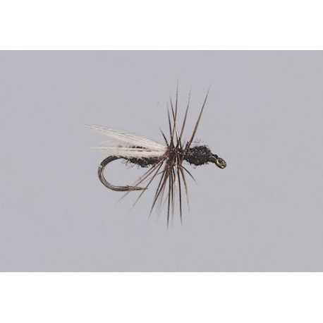Smiths (Hackled) Black Ant