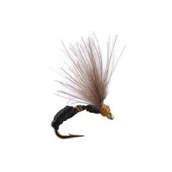 Smooth Black Brown Ant
