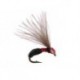 Smooth Black Red Ant