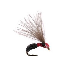 Smooth Black Red Ant