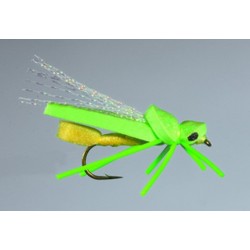Steeves Katydid