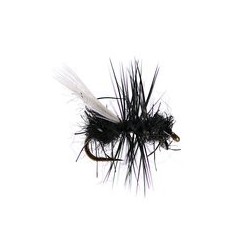 Tangled Winged Black Ant
