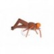 Wards Cinnamon Orange Boobie Eyed Hopper