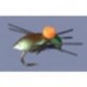 Whitlocks Bright Spot Beetle